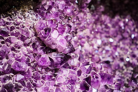 purple petaled flower thumbnail