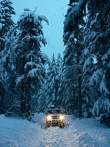 white car between trees thumbnail