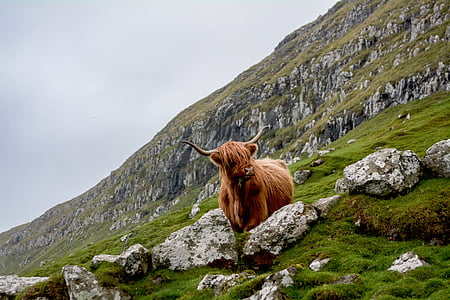 yak standing on grass field thumbnail