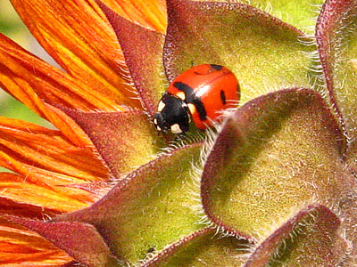 ladybug on orange flower thumbnail