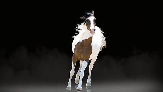 white and brown horse galloping with black background thumbnail