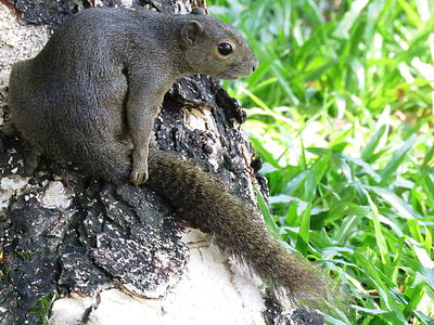 close up photo of a grey squirrel on a tree trunk beside green grasses thumbnail
