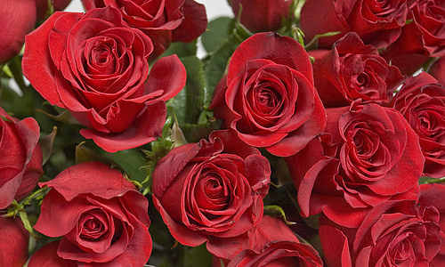 red rose lot thumbnail