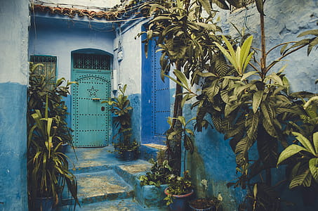 Teal Steel Door Near Plants thumbnail