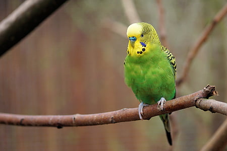 selective focus photo of green and yellow budgerigar thumbnail