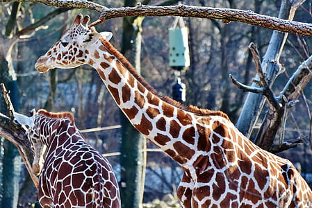 two giraffe standing near tree at daytime thumbnail