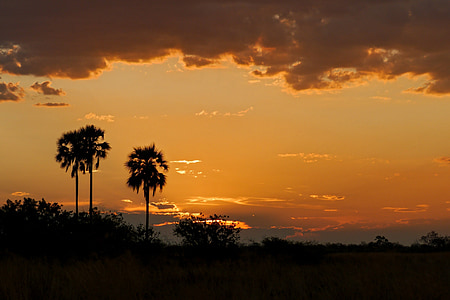 silhouette photo of trees during golden hour thumbnail