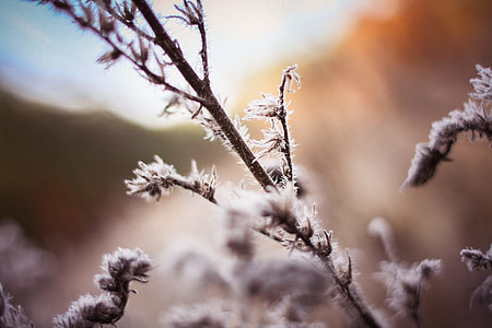 Morning Hoarfrost on a Bush thumbnail
