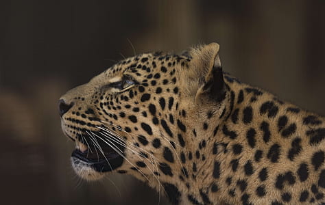 black and brown tiger thumbnail