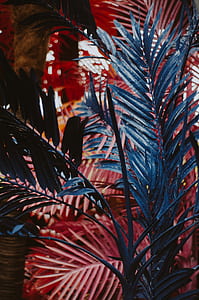 close up photo of blue leaf plants thumbnail