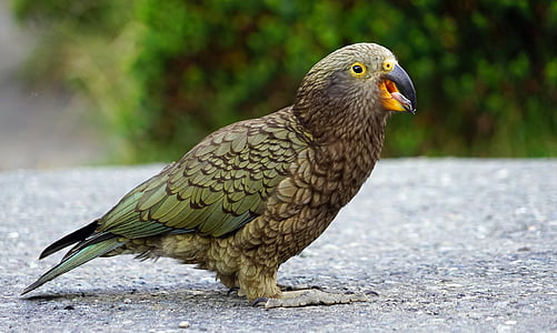 brown and green bird standing on grass field thumbnail
