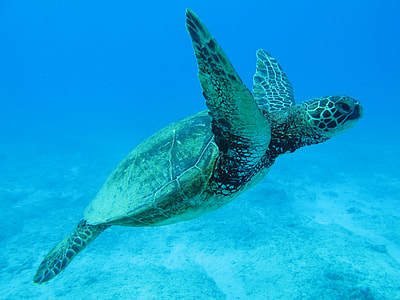 black and brown turtle thumbnail