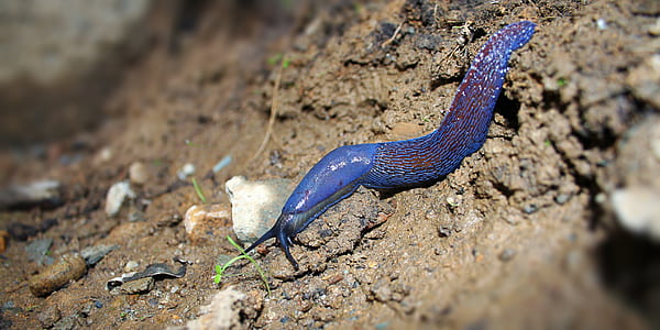 selective focus photography of blue worm on brown soil thumbnail