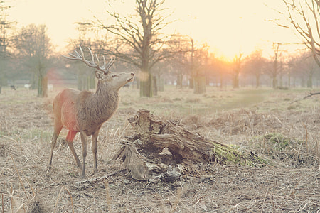 stag near cut logs surrounded by bare trees during daytime thumbnail