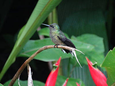 black and green bird thumbnail
