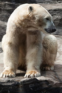 polar bear sitting on gray stone thumbnail