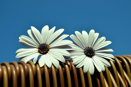 two white daisy flowers on brown rattan thumbnail