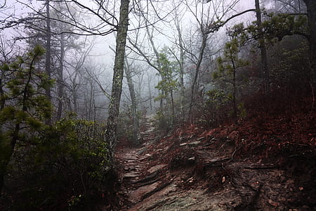 person showing green leafed trees thumbnail