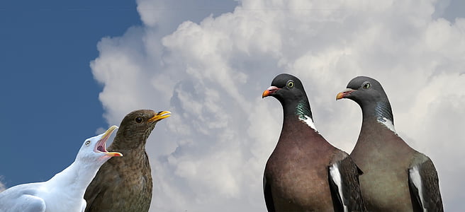 three brown and one white pigeons thumbnail