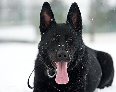 black dog lying on snow thumbnail