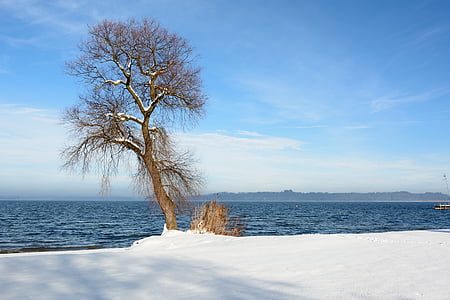 bare tree by a mountain cliff thumbnail