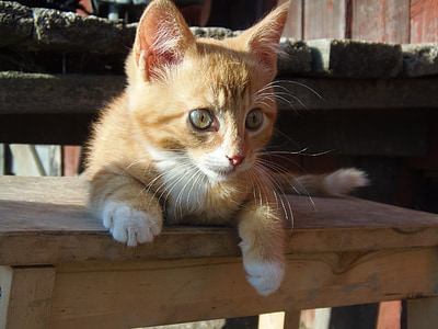 orange tabby kitten resting on beige surface thumbnail
