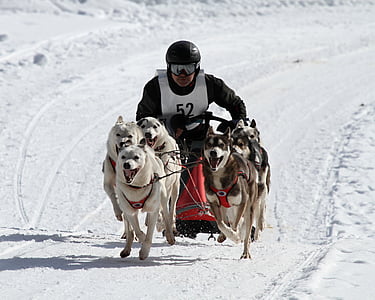 man riding sleigh on snow thumbnail