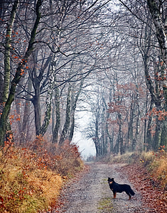 black and tan dog standing in the middle of the road surround with leafless tress thumbnail