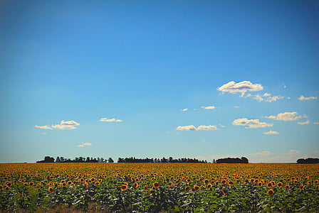 sunflowers during daytime thumbnail