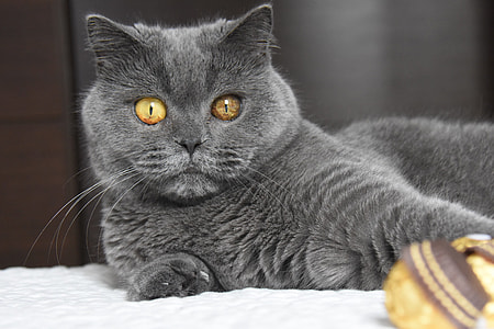 close-up photo of gray cat thumbnail