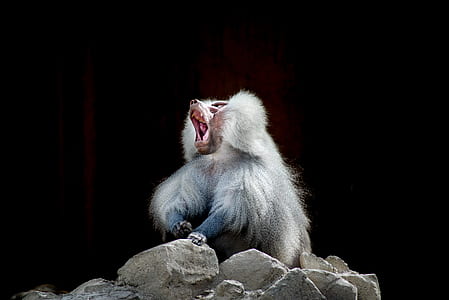 white animal shows mouth thumbnail