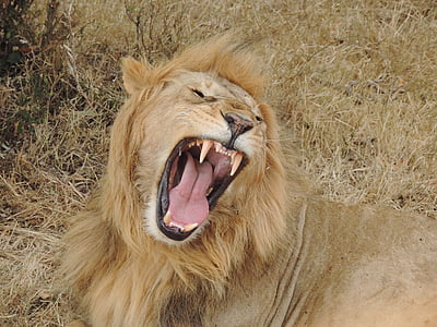 roaring lion lying on grass thumbnail