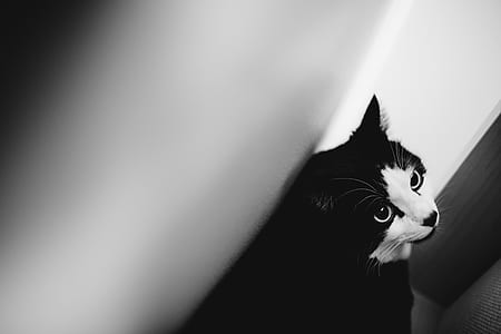 grayscale photo of cat thumbnail