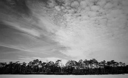 Grayscale Photo of Trees thumbnail