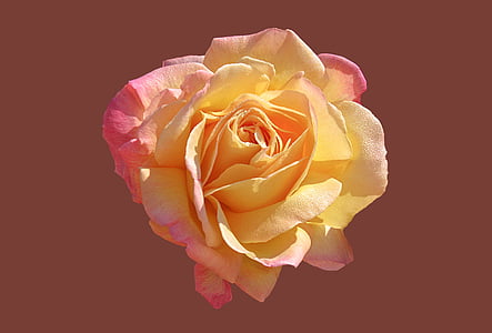 yellow rose thumbnail