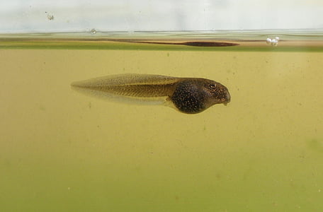 black guppy fish on water thumbnail