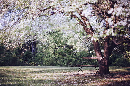 photo of white tree thumbnail