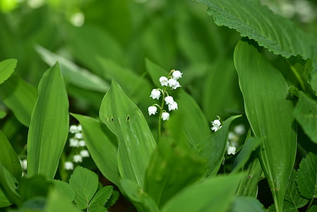 white lily of the valley flowers thumbnail
