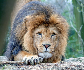brown and black lion thumbnail