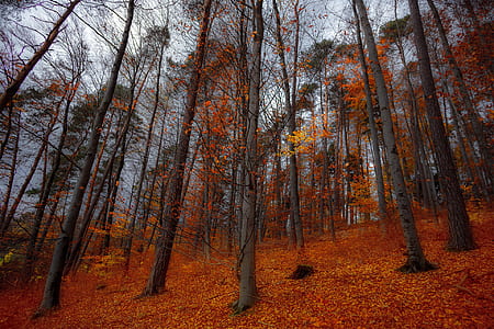 Orange Leave Trees thumbnail