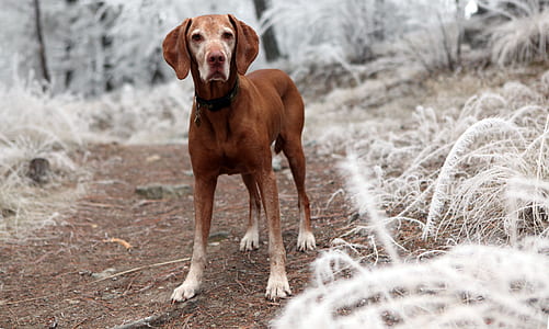 Depth of Field Photography of Brown Dog Near White Grasses thumbnail