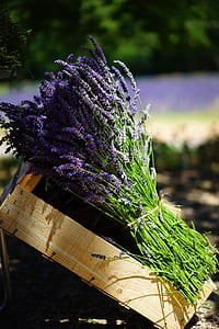 lavenders on brown wooden crate thumbnail