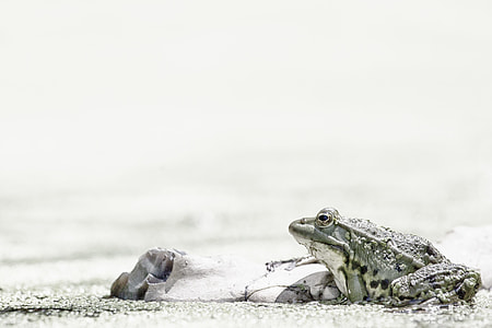 gray frog on soil pavement thumbnail