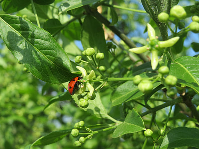 Euonymus Europeaus, Spindle thumbnail