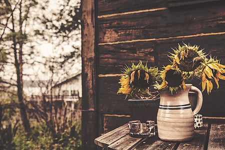 selective focus photography of four Sunflowers on white ceramic vase thumbnail