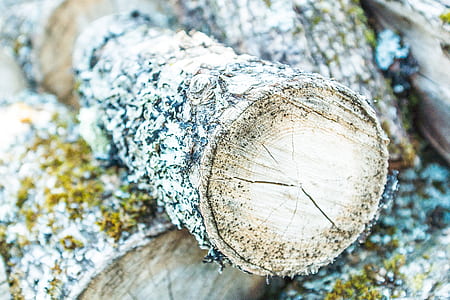 cut logs in closeup photography thumbnail