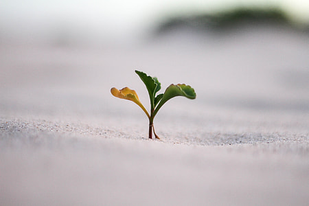 selective focus photo of green and yellow leaf plant thumbnail