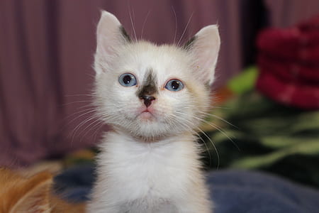 close-up photography of white kitten thumbnail