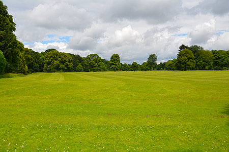 Green Grass Field thumbnail