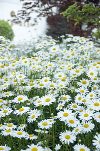 white flower in bloom thumbnail
